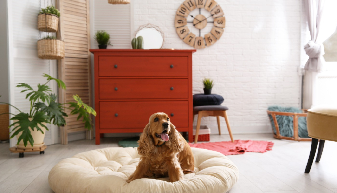 Muebles y accesorios para vivir con tus mascotas